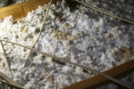 IMG_1613, Feces, Urine, Matting.JPG